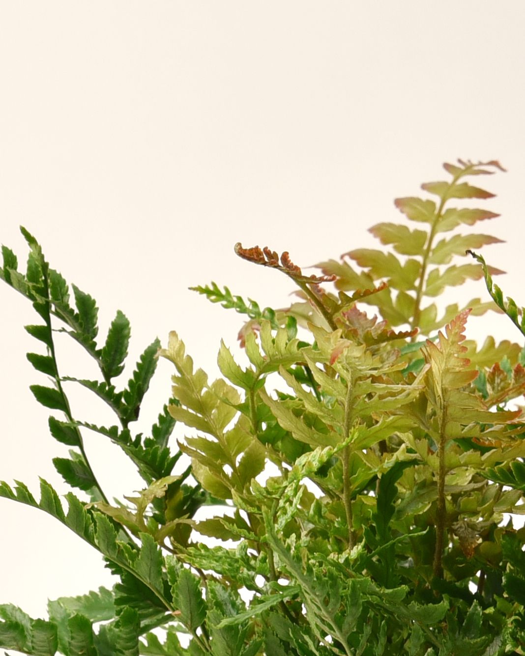 6 in. Autumn Live Fern with Partial Shade in Grower Container - 1 Piece