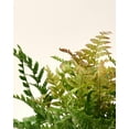 thumbnail image 2 of 6 in. Autumn Live Fern with Partial Shade in Grower Container - 1 Piece, 2 of 6