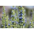 thumbnail image 5 of 1000 CHIA SAGE / SALVIA Salvia Hispanica Flower Seeds, 5 of 10