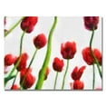 thumbnail image 2 of Trademark Fine Art Michelle Calkins 'Red Tulips from Bottom Up III' Canvas Art (MC120-C2432GG), 2 of 3