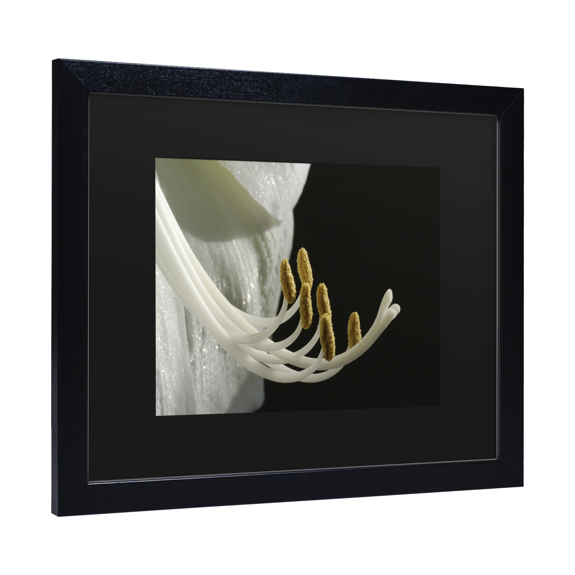 Trademark Fine Art 'Intimate Amaryllis' Canvas Art by Kurt Shaffer