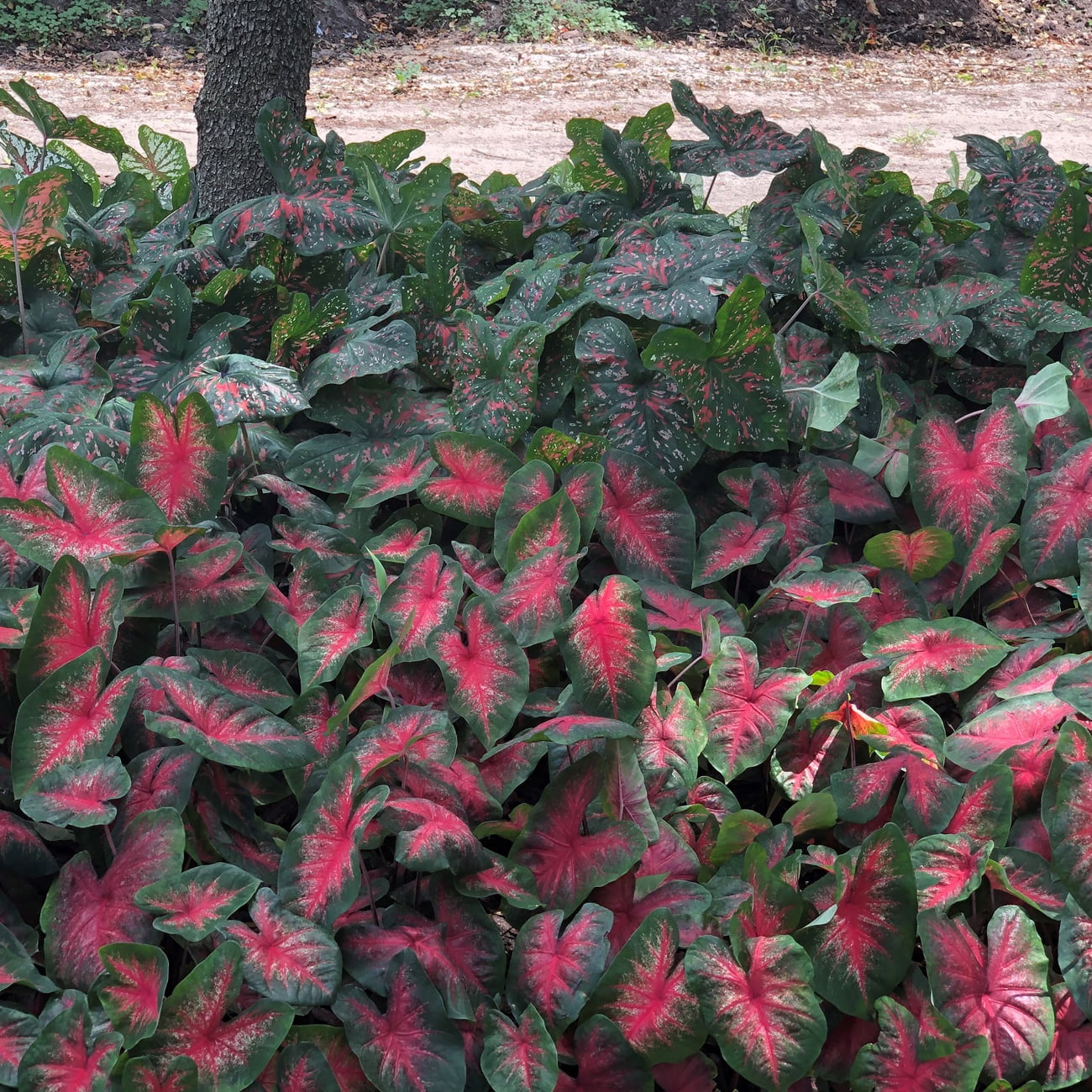 Van Zyverden Caladiums Fancy Leaf Bombshell Set of 3 Bulbs Multicolor Full Shade