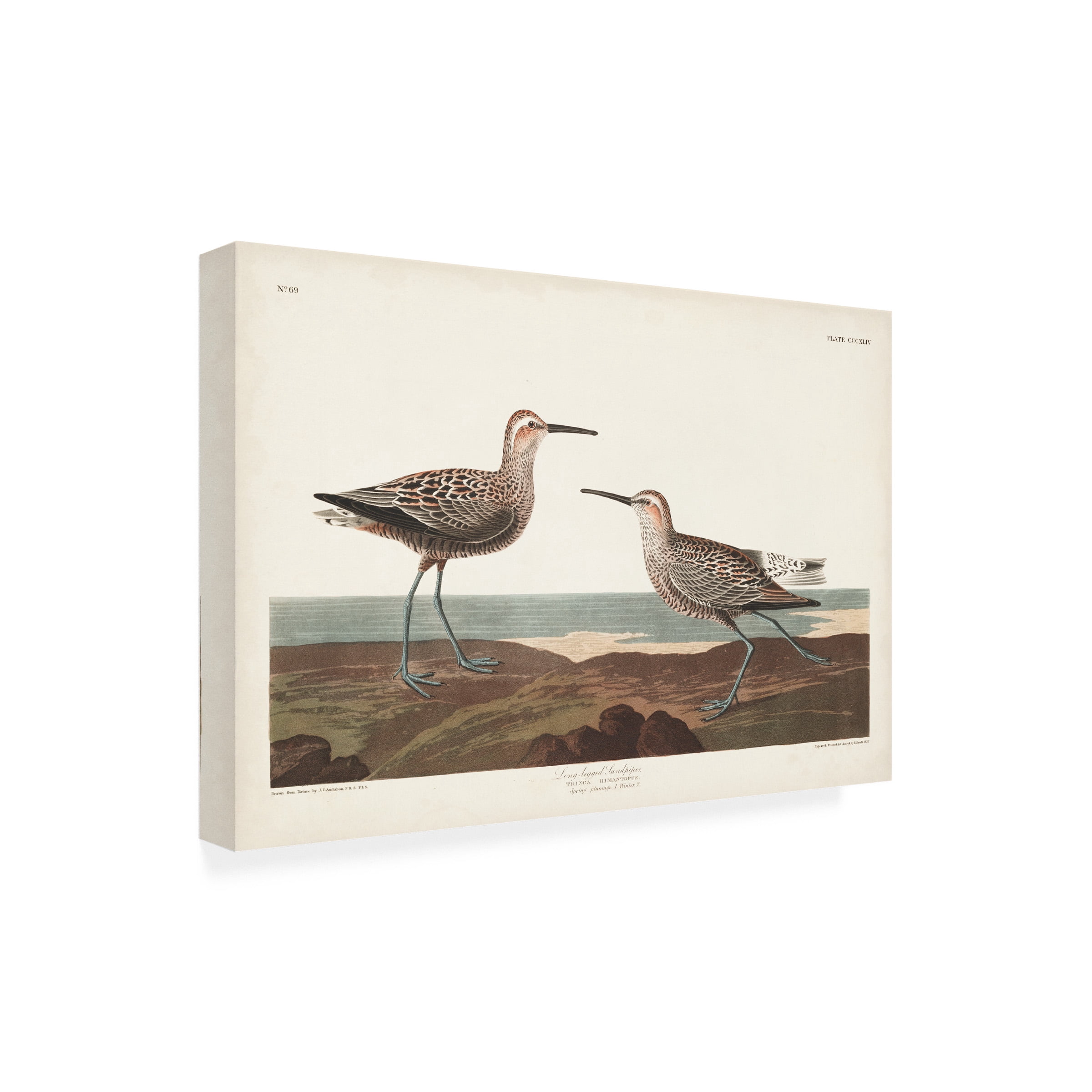 John James Audubon 'Long Legged Sandpiper' Canvas Art