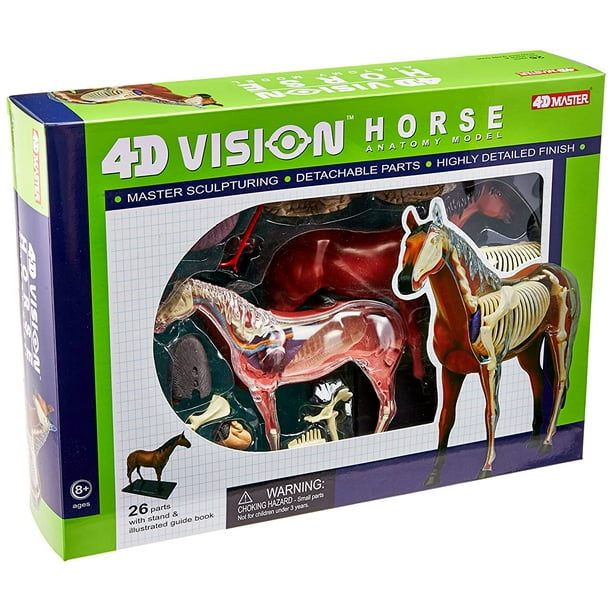 Tedco 4D Vision Horse Model Walmart Business Supplies