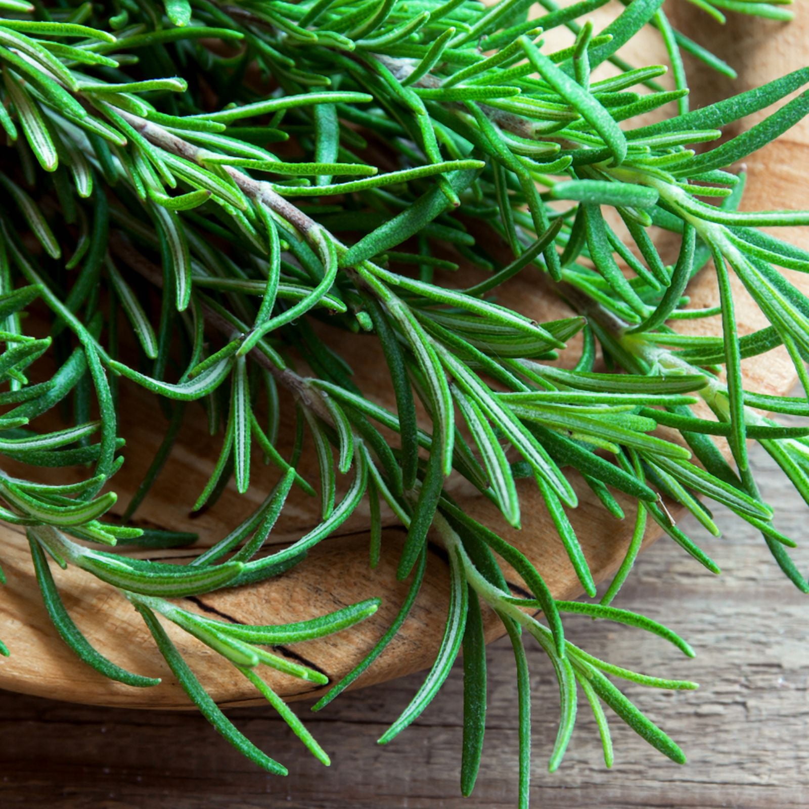 Rosemary Plant, Rosemary Live Plant, 4 - 6 Inches Tall, Edible and Fragrant Herbs, Ideal for Containers, Raise Beds and Outdoor Garden