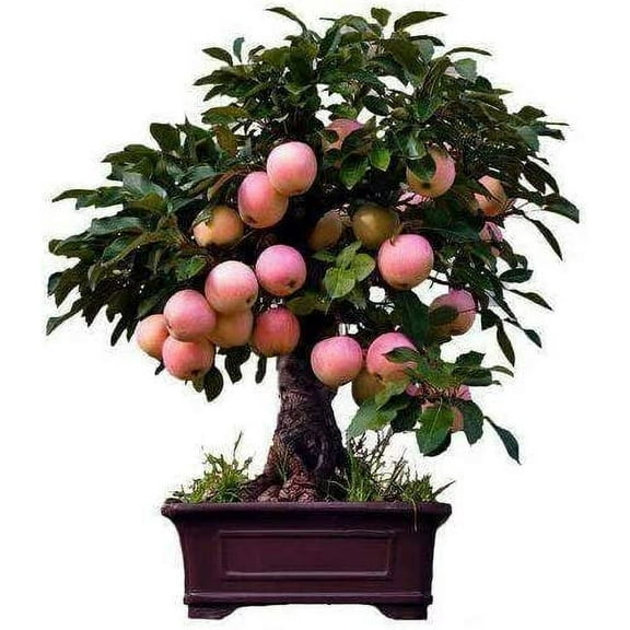 Dwarf Bonsai Apple Tree Seeds - 50 Seeds - Grow Exotic Indoor Fruit Bonsai