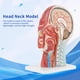 thumbnail image 4 of Modelo De Cerebro Médico, Modelo De Cabeza Médica Tamaño Real Marcado Transparente Plástico De PVC Con Base De Plástico Para Enseñanza Física Para Hospitales Para Escuelas ANGGREK Otros, 4 of 8