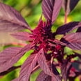 thumbnail image 4 of HJADGG Amaranthus Seeds, Red Variety, 200 Count, Non-GMO, 4 of 4