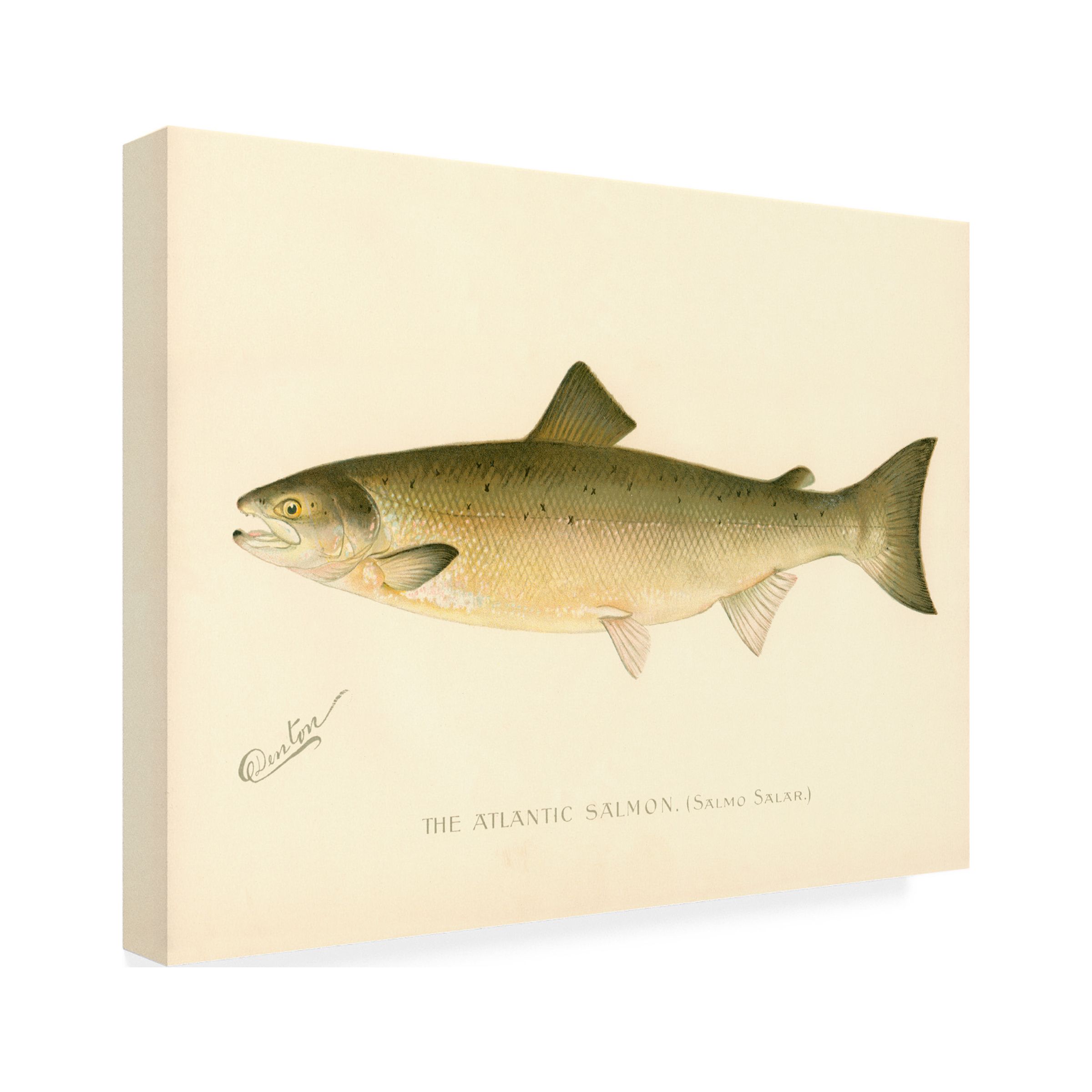 Print Collection 'The Atlantic Salmon' Canvas Art