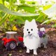 thumbnail image 3 of Linda forma de perro jardín maceta planta maceta decoración de jardín Wmkox8yii gf11306, 3 of 7