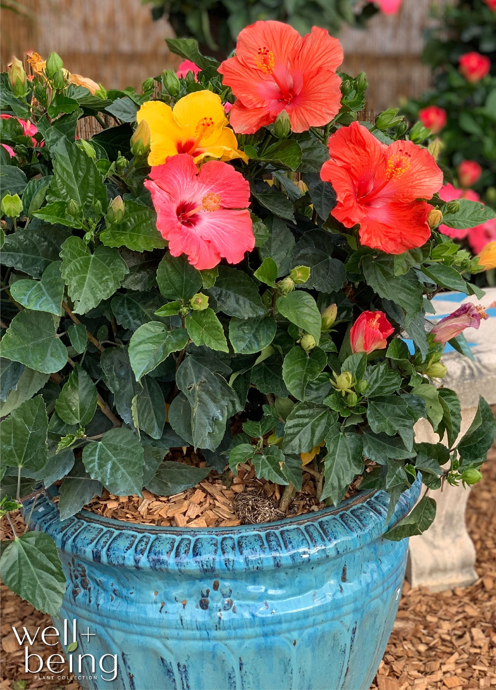 Nature's Way Farms Hibiscus Trio President Outdoor Live Flowering Plant (25-30 in. Tall) in Grower Pot May Ship Without Flowers
