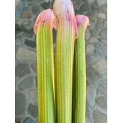 Plant Good Seed Victoria Rhubarb Seeds, Organic Perennial Plant Seeds, 25 Seeds Per Packet