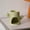 Matcha Green, variant on Dark Green Cactus Ceramic Wax Melt Warmer, Cute Succulent Tealight Oil Burner, Aromatherapy Candle Holder for Home Decor, Bedroom, Bathroom, Plant Lover Gift