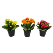 Blooming Kalanchoe Succulents | 3 Plants, 2.5in. Grow Pots; Filtered Sun | Element by Altman Plants