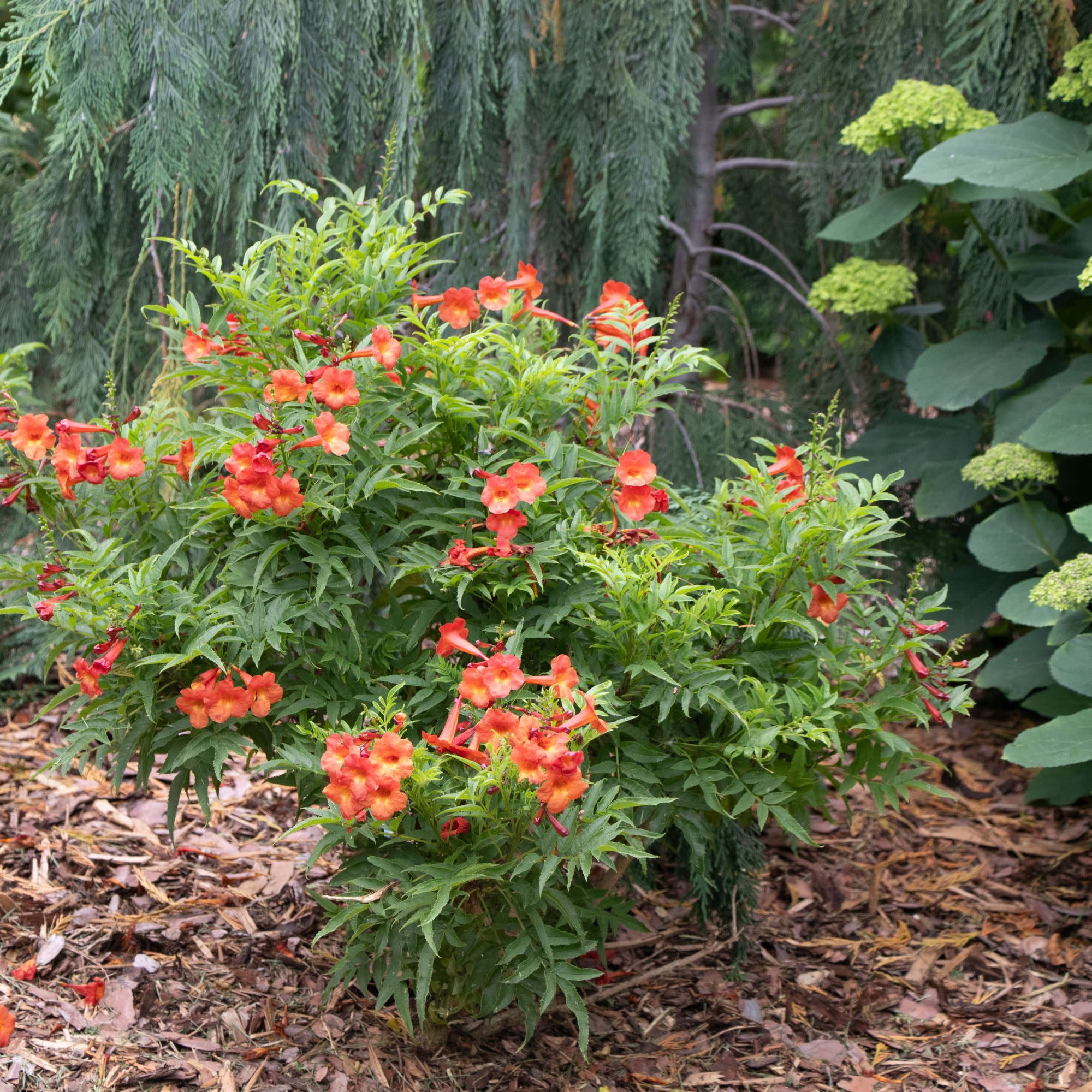 Proven Winners ColorChoice 5" Chicklet Red Esperanza Live Plant in 4.5" Pot (4 Count)