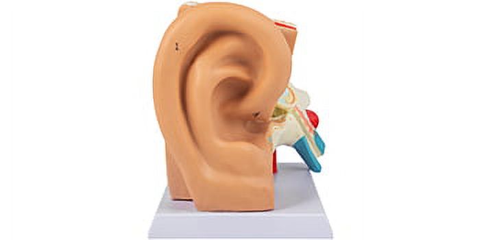 Vevor Human Ear Anatomy Model 5 Times Enlarged Human Ear Model Pvc