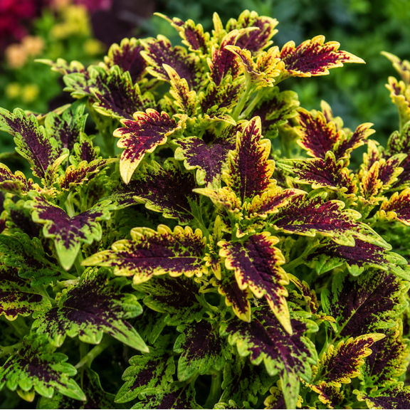Set of 3 Robyn Coleus Live Plants 4-6 Inches Tall, Colorful Foliage Plants for Garden, Patio and Containers