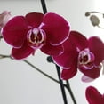 thumbnail image 3 of Just Add Ice 16-30" Dark Purple Premium Orchid Live Plant in 5" White Ceramic Pot, House Plant, 3 of 7
