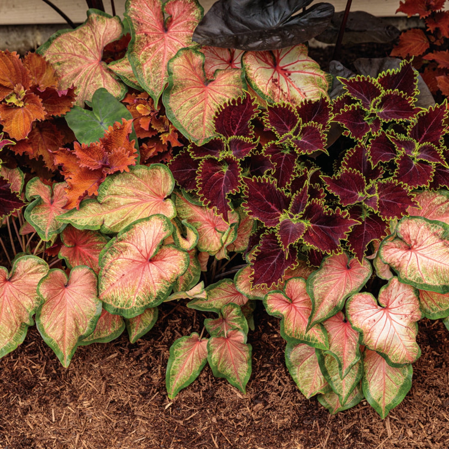 Proven Winners 5" Multicolor Heart to Heart 'Chinook' Sun or Shade Caladium Live Plant in 4.5" Pot (4 Count)