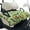 Green Pickle, variant on Psesaysky Golf Cart Seat Covers Neon Jellyfish Pattern Golf Cart Seat Blanket with 4 Pockets and Handle, Non-slip Universal Fit for EZGO, Yamaha, Club Car and Other 2-Seat Carts, 51"x 30.3"