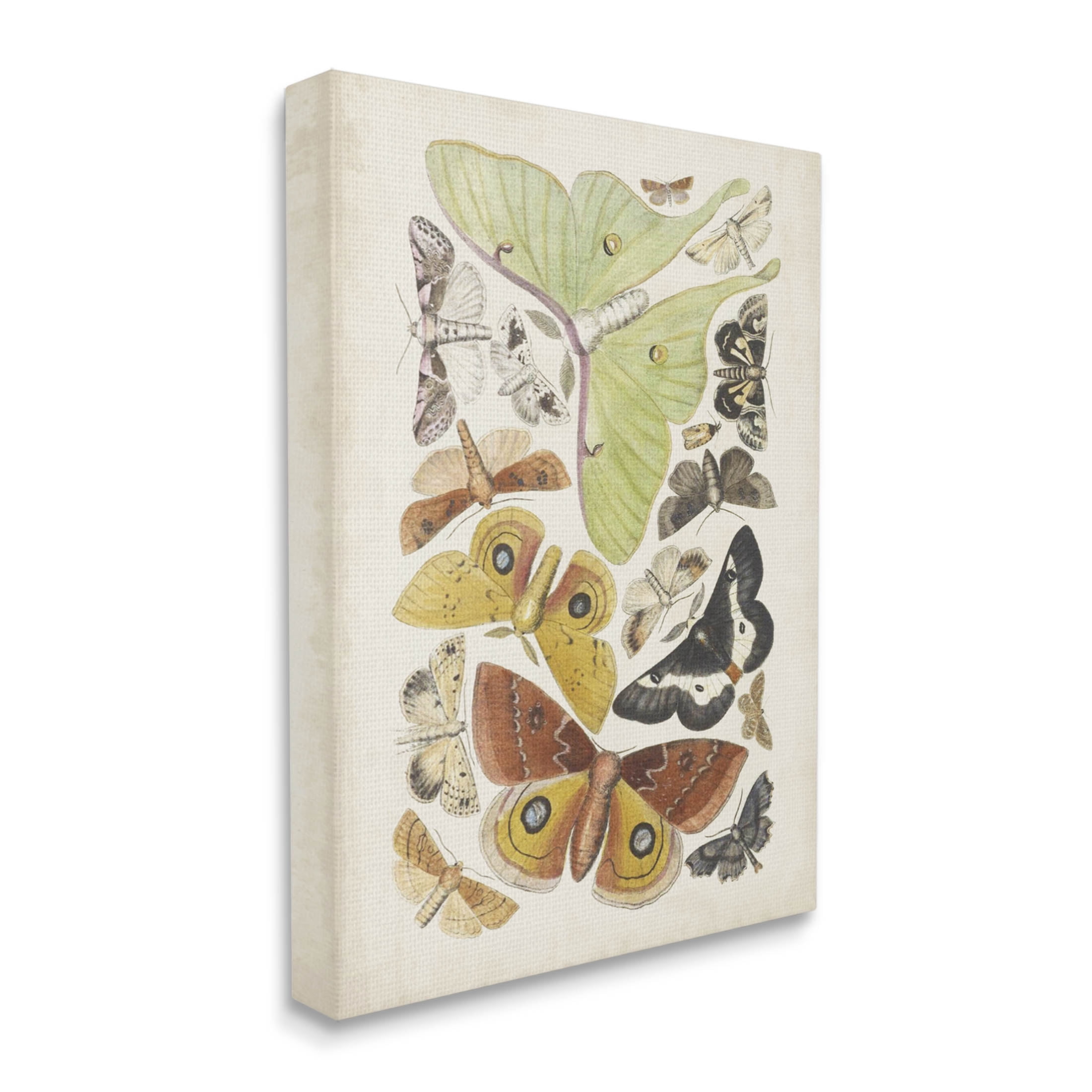 Stupell Industries Various Moth Species Insect Patterns Graphic Art Gallery Wrapped Canvas Print Wall Art, Design by World Art Group