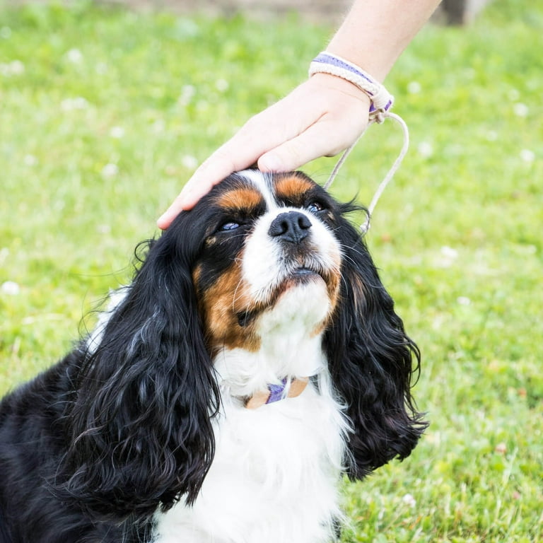 Pettsie Blue Matching Dog Collar Bow Tie and Owner Friendship