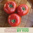thumbnail image 3 of Tomato Mountain Fresh Plus F1 Seed, Treated, 500 Seeds, 3 of 7