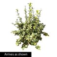 thumbnail image 3 of Emerald and Gold Euonymus Broadleaf Evergreen Groundcover Shrub, grown in a 2.25 Gallon Pot (1-Pack), 3 of 3