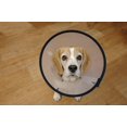 thumbnail image 3 of Company Of Animals Smart Dog Recovery Collar Size Neck Size 32-39cm(1 Pcs Clear Color), 3 of 4