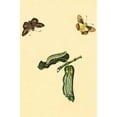 thumbnail image 1 of Surinam Butterflies, Moths & Caterpillars (Plate 27)-Fine Art Canvas Print (20" x 30"), 1 of 1