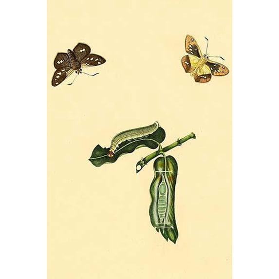 Surinam Butterflies, Moths & Caterpillars (Plate 27)-Fine Art Canvas Print (20" x 30")