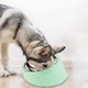 thumbnail image 4 of Cuenco inclinable, suministros para perros y gatos, cuenco de comida, cuenco de acero inoxidable, cuenco para perros, cuenco para gatos, cuenco de arroz, 4 of 5