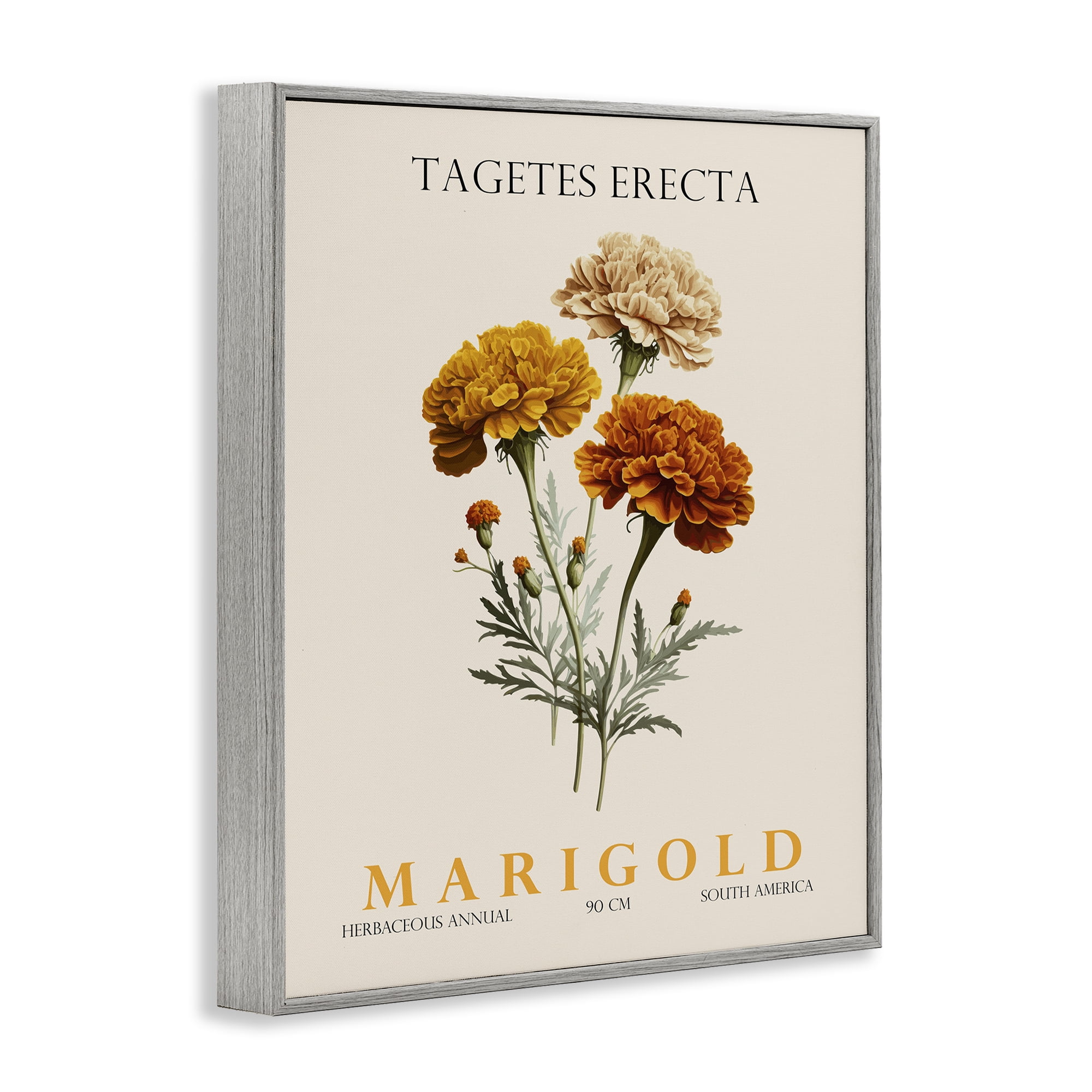 Stupell Industries Natural Marigold Bundle Gray Framed Giclee Art, design by Christopher Giampietro