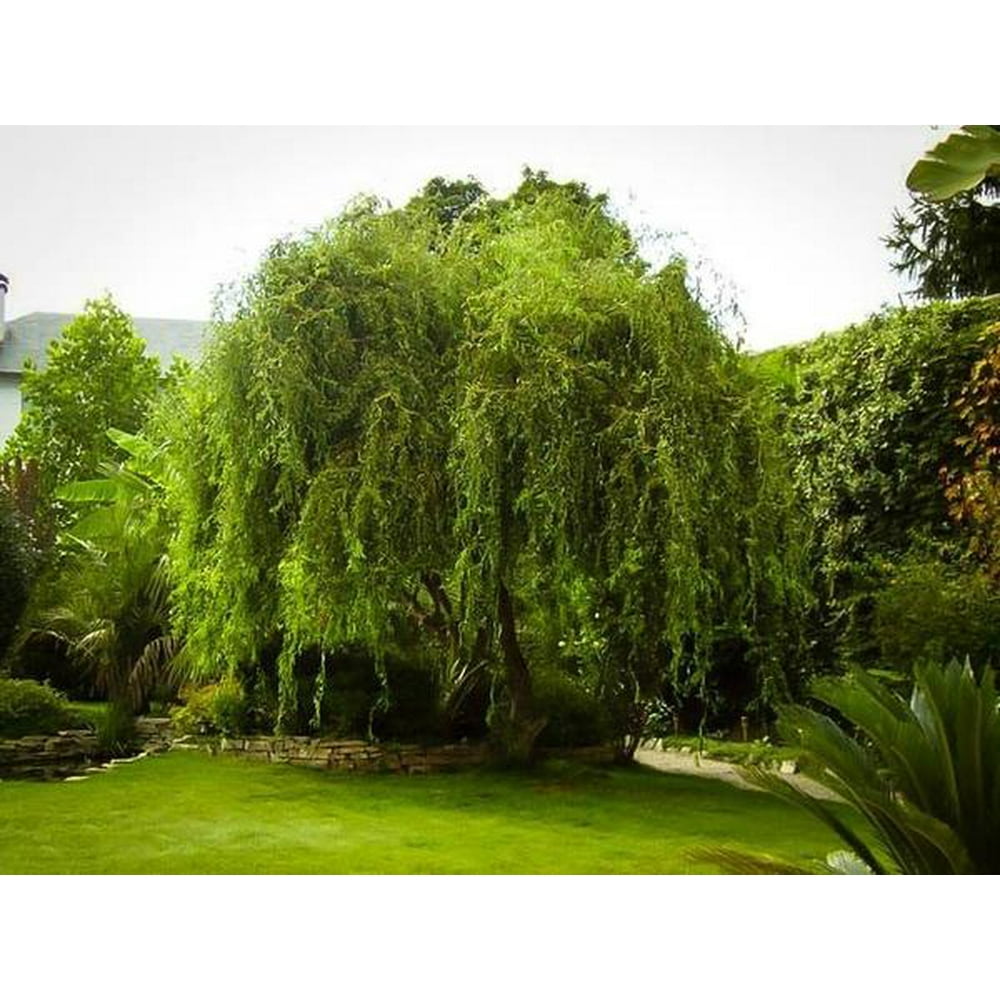 Golden Curls Corkscrew Weeping Willow Tree Live Plant, (TG) Walmart