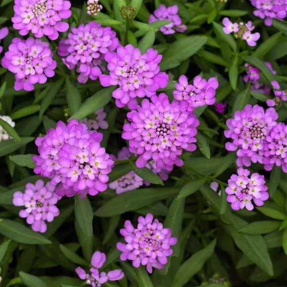 GSDWIUEW Mixed Candytuft Seeds for Planting-Annual, Clustered Blooms, Drought-Tolerant, Ideal for Rock Gardens, Flower Bed Edges & Balcony Containers, Attracts Pollinators