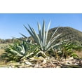 thumbnail image 3 of 15 Shin Dagger Agave Seeds for Planting Agave lechuguilla Pale Blue, 3 of 4