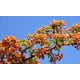 Sea Buckthorn 25-500 Seeds Seaberry Tree Hippophae rhamnoids Shrub 9X Vitamin C