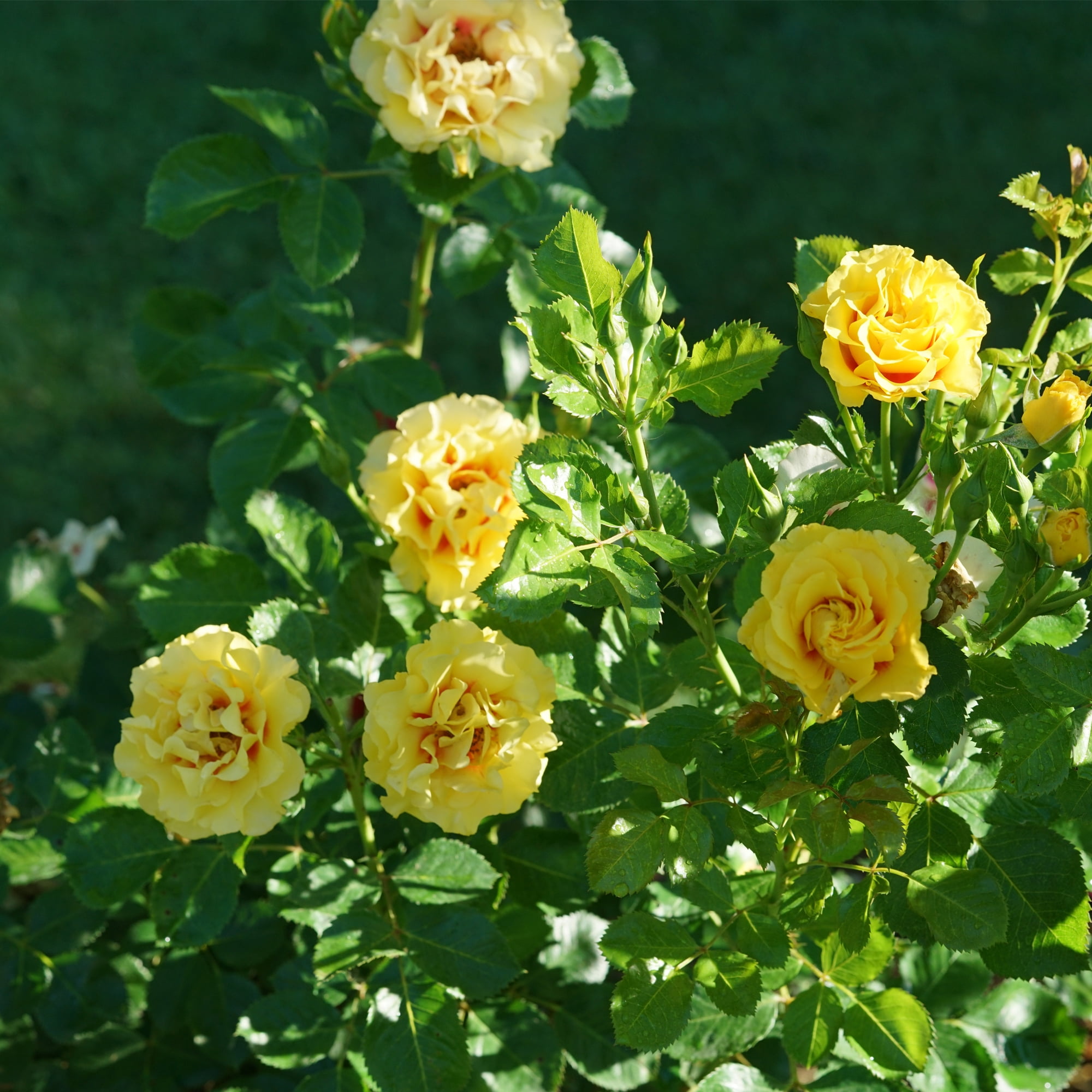 Proven Winners ColorChoice Rise Up Ringo Rose Live Shrub (2 Gallon)