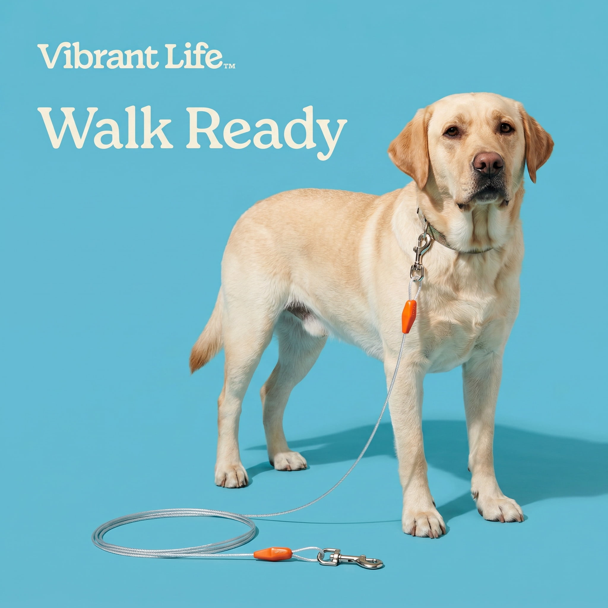 Vibrant Life Reflective Vinyl-Covered Tie-Out Cable for Dogs, L, 40'