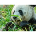 thumbnail image 2 of Fitzharris, Tim 24x19 White Modern Wood Framed Museum Art Print Titled - Panda eating bamboo, 2 of 4