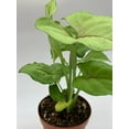 thumbnail image 6 of Syngonium Cream Allusion in 2 inch Pot, Well Rooted Live Starter House Plant, 6 of 8