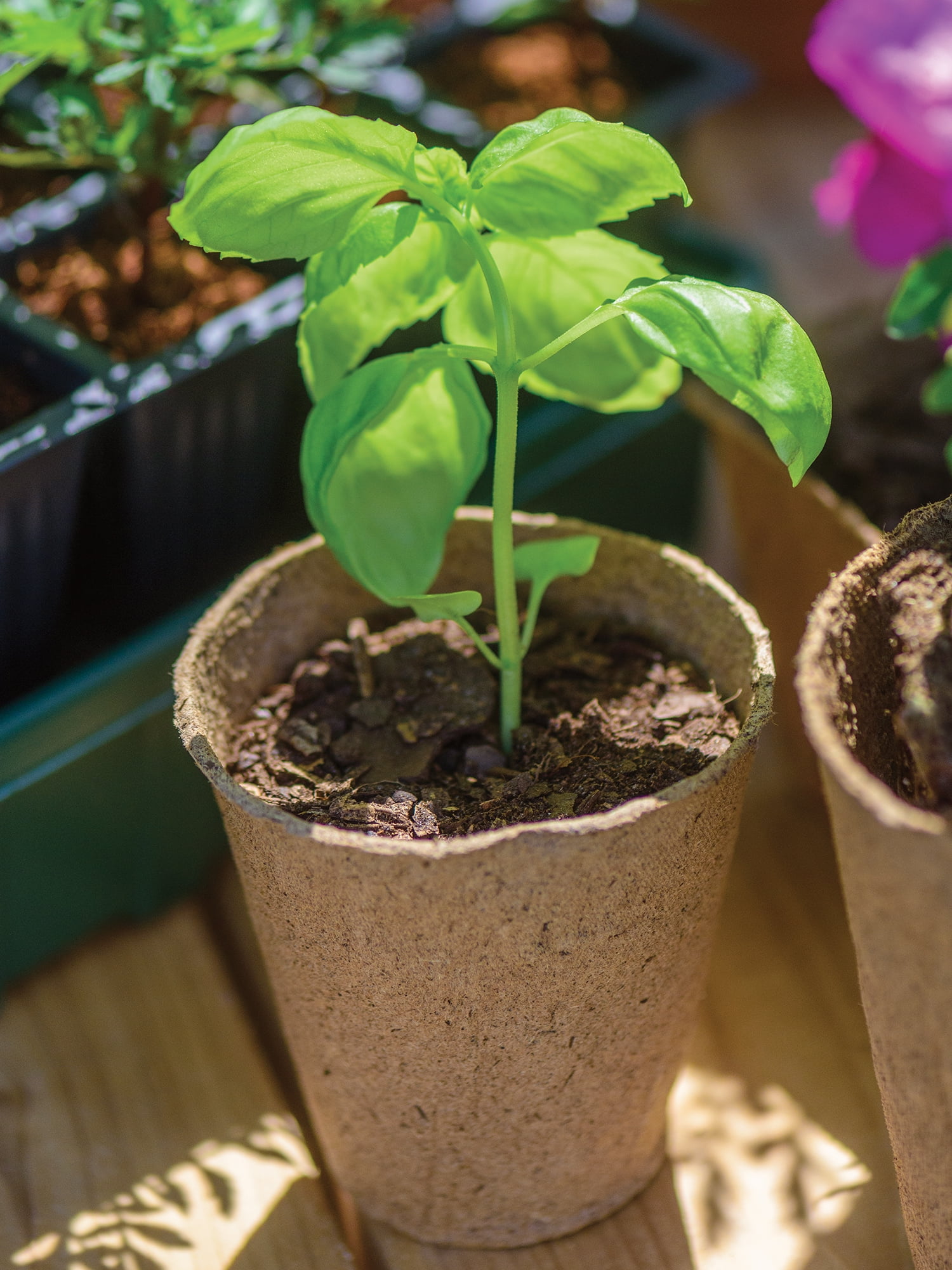 Burpee Eco-Friendly 3" Round Fiber Pots for Seed Starting - 18 Fiber Pots per Package