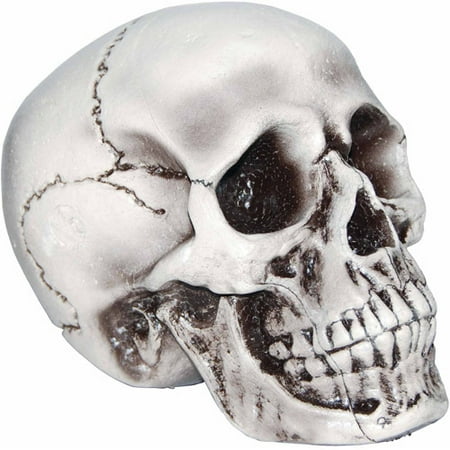 5-3/4" x 8-1/4" Realistic Life-Size Foam Skull
