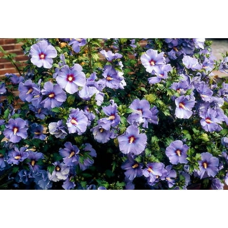 Rose of Sharon Bush Seedlings for Planting (Hibiscus syriacus) (2 Seedlings) - No Ship to California