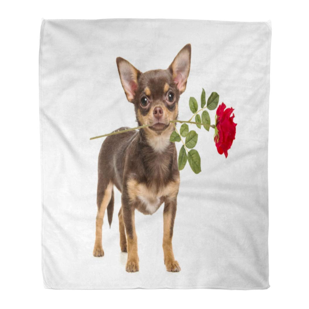 KDAGR Flannel Throw Blanket Pretty Brown Chihuahua Dog Standing and