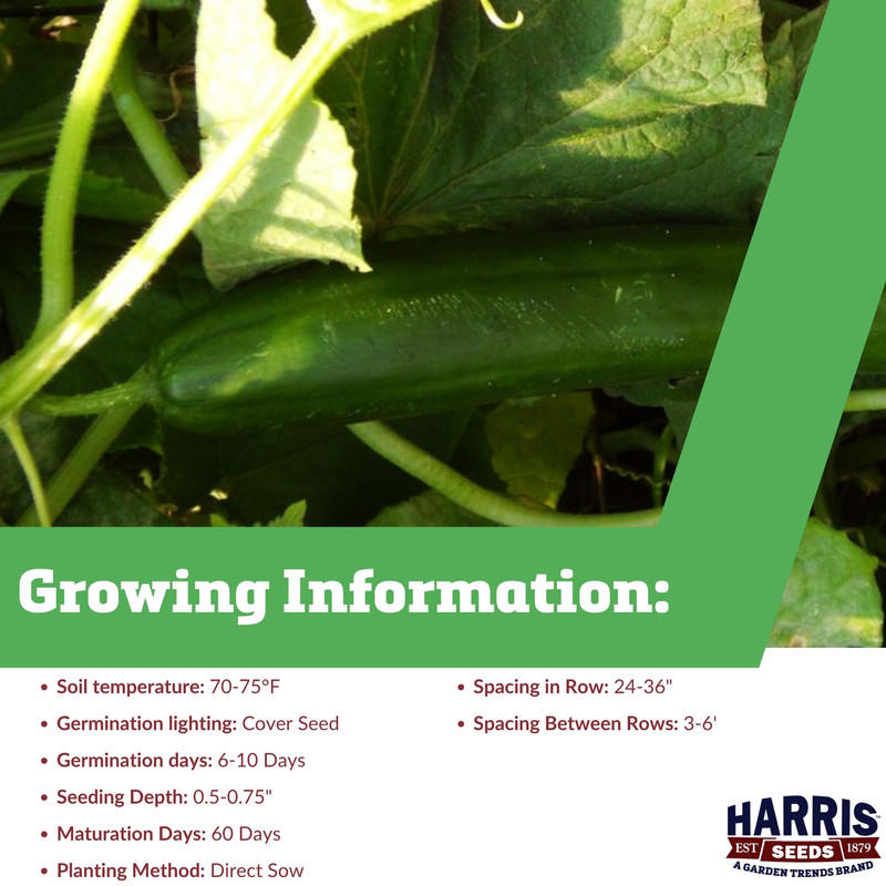 Harris Seeds Cucumber Taurus F1 - 1/4oz Seeds