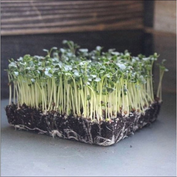 Kale Microgreen Seeds 4 Oz ~32,000 Seeds – 8-12 Day Harvest – Non-GMO Brassica oleracea – Fast-Growing for Indoor, Hydroponic, or Soil Use – Baby Greens