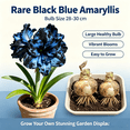 thumbnail image 2 of Amaryllis, Low Maintenance - Easy Grow - Ideal for Beds Borders, Plant Pots & Planters, 2 of 5