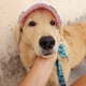 thumbnail image 4 of Gorra de béisbol para perros, gorra deportiva para perros, gorra con visera y orificios para las orejas y correa para la barbilla para perros y gatos., 4 of 5