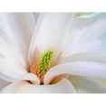thumbnail image 3 of Lavoie, Tina 14x12 Black Modern Framed Museum Art Print Titled - Magnoliaceae, 3 of 5
